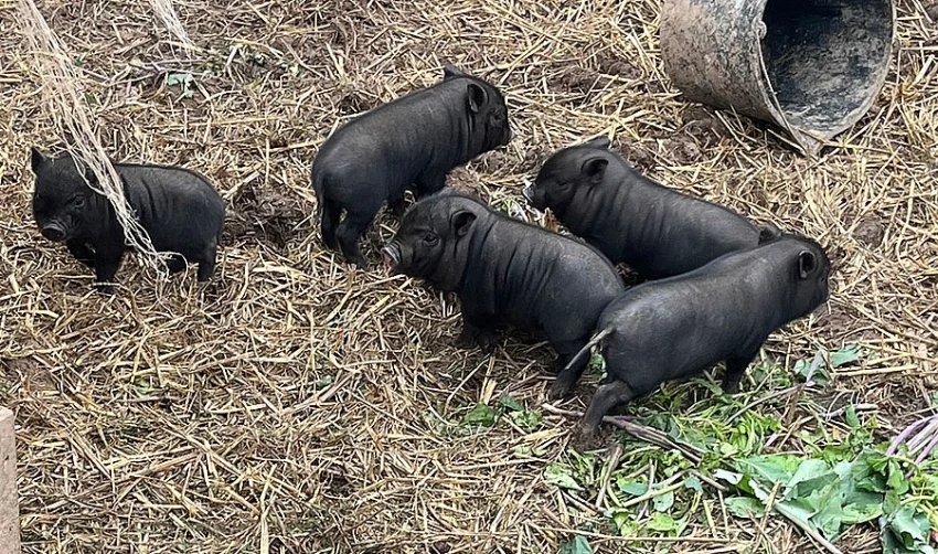 Selata vietnamskeho prasete