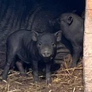 Selata vietnamskeho prasete