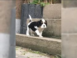 Cavalier King Charles Spaniel (fena) s PP