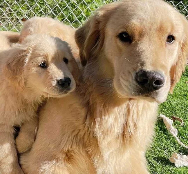 Štěňata zlatého retrívra k adopci.