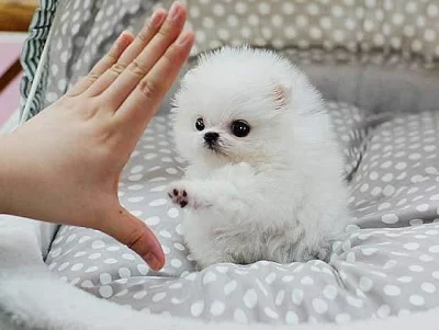 Prodám 12týdenní štěňata pomeraniana na šálek