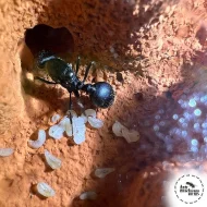 Prodám formikárium AntsEurope L1