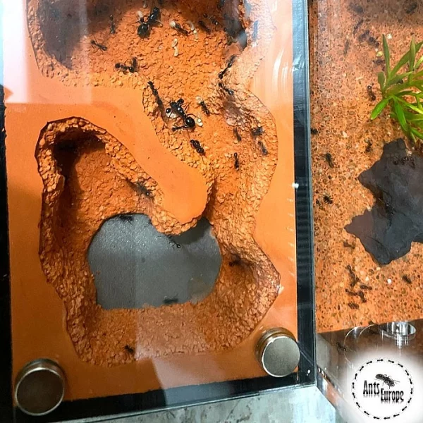 Prodám formikárium AntsEurope L1