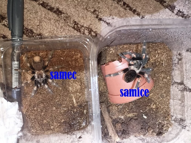 B. auratum 1.1