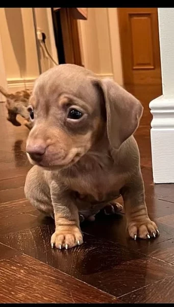 Pejsek štěně jezevčíka