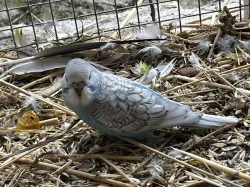 Letošní mladé andulky z venkovní voliéry