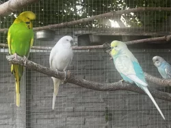 Letošní mladé andulky z venkovní voliéry