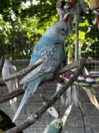 Letošní mladé andulky z venkovní voliéry