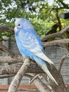 Letošní mladé andulky z venkovní voliéry