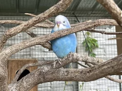 Letošní mladé andulky z venkovní voliéry