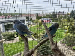 Letošní mladé andulky z venkovní voliéry