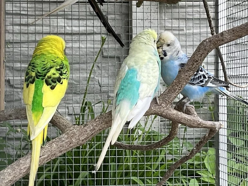 Letošní mladé andulky z venkovní voliéry