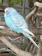 Letošní mladé andulky z venkovní voliéry