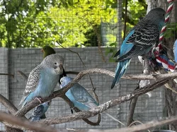 Letošní mladé andulky z venkovní voliéry