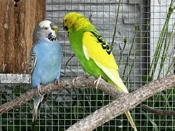 Letošní mladé andulky z venkovní voliéry