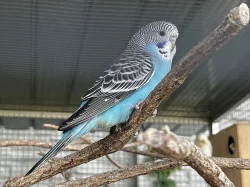 Letošní mladé andulky z venkovní voliéry