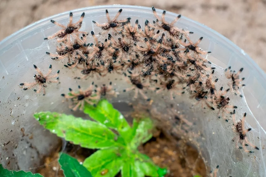 Aviculari avicularia F1