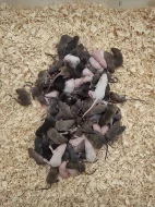 Myši všech velikostí