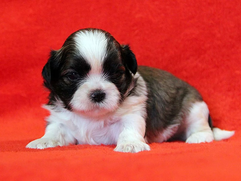 Shih-tzu, ši-tzu štěňátka s Průkazem původu FCI