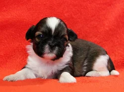 Shih-tzu, ši-tzu štěňátka s Průkazem původu FCI