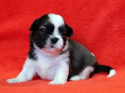 Shih-tzu, ši-tzu štěňátka s Průkazem původu FCI