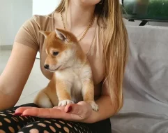 Shiba inu bez PP