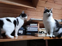 Macinka s Rozárkou hledají společný domov