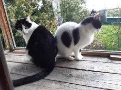 Macinka s Rozárkou hledají společný domov