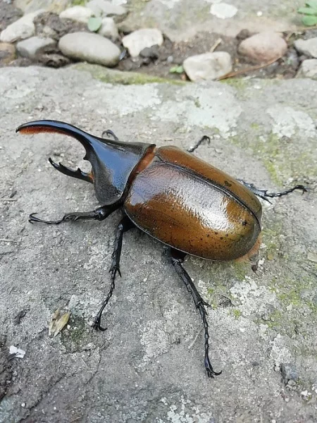 Dynastes hercules occidentalis