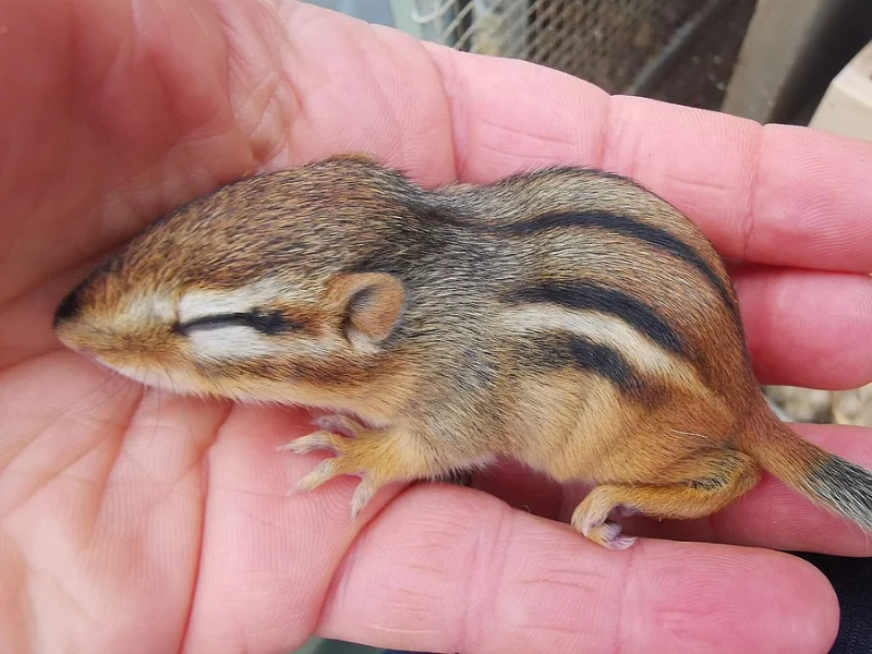 Veverka Čipmank východní