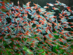 Krásné akvarijní rybičky