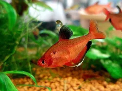 Krásné akvarijní rybičky