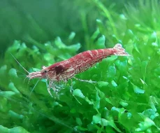 Krásné akvarijní rybičky