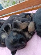 Štěňata něměckého Ovčáka