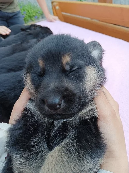 Štěňata něměckého Ovčáka