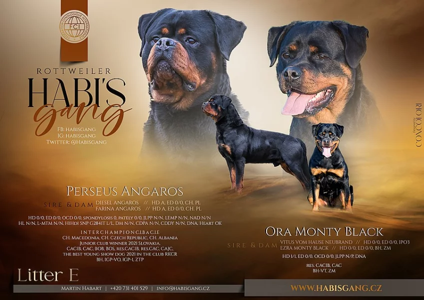 Štěňata rotvajlera (RTW, Rottweiler) s PP
