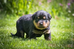 Štěňata rotvajlera (RTW, Rottweiler) s PP