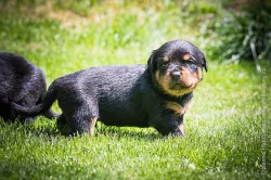 Štěňata rotvajlera (RTW, Rottweiler) s PP
