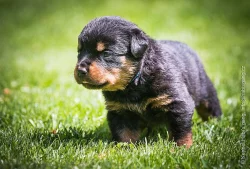 Štěňata rotvajlera (RTW, Rottweiler) s PP