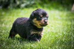 Štěňata rotvajlera (RTW, Rottweiler) s PP