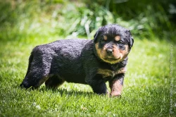 Štěňata rotvajlera (RTW, Rottweiler) s PP