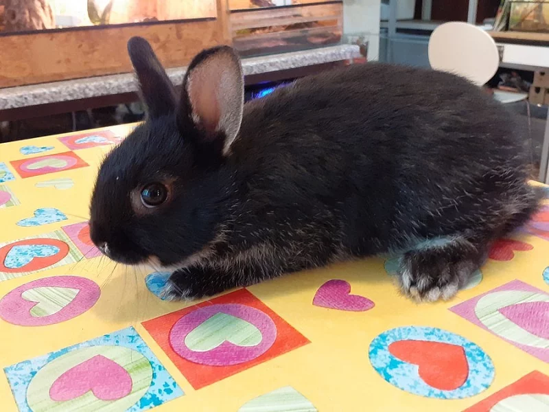 Zakrslý bílopesíkatý králík