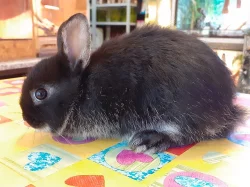 Zakrslý bílopesíkatý králík