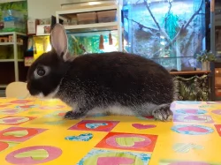 Zakrslý bílopesíkatý králík