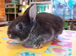 Zakrslý bílopesíkatý králík