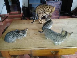 Bengálská leopardí koťata.