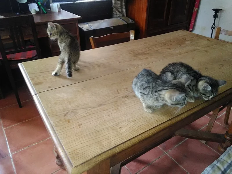 Bengálská leopardí koťata.