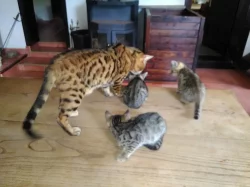 Bengálská leopardí koťata.