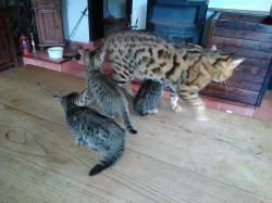 Bengálská leopardí koťata.
