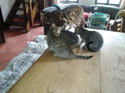 Bengálská leopardí koťata.